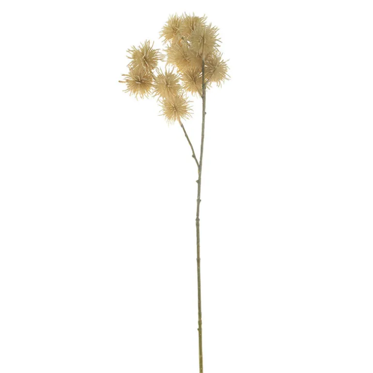 Acacia Stem Cream