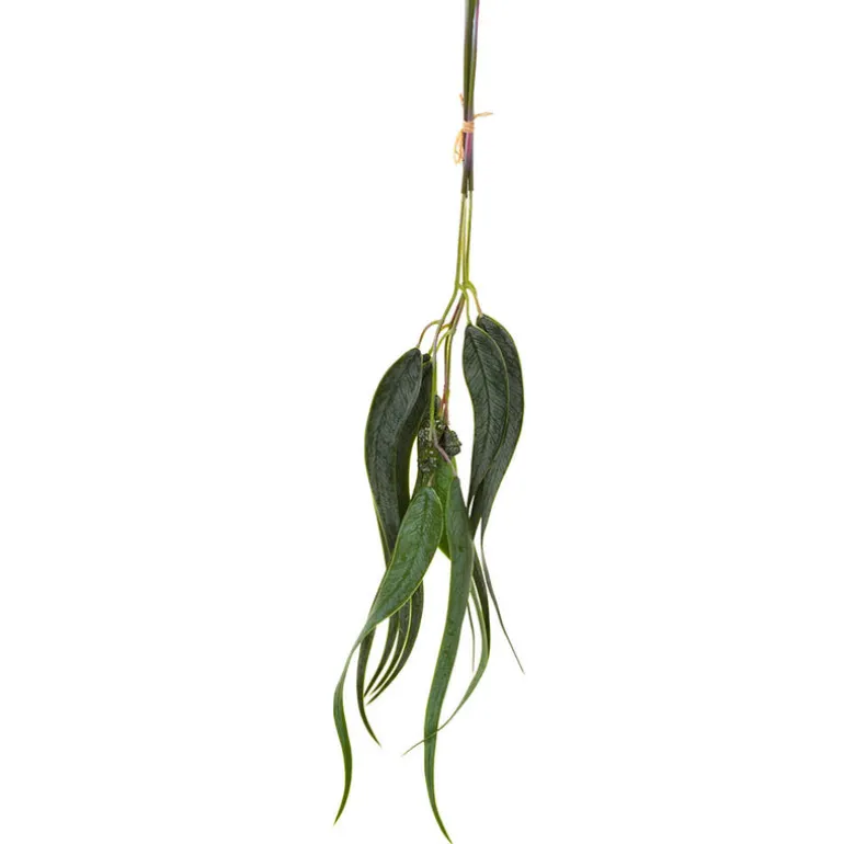 Eucalyptus Bundle