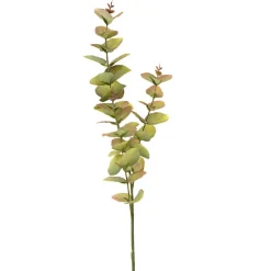Eucalyptus Single Stem