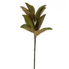Magnolia Leaf Stem