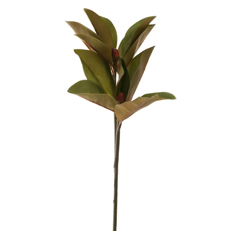 Magnolia Leaf Stem