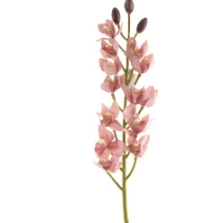 Orchid Cymbidium Stem Coral