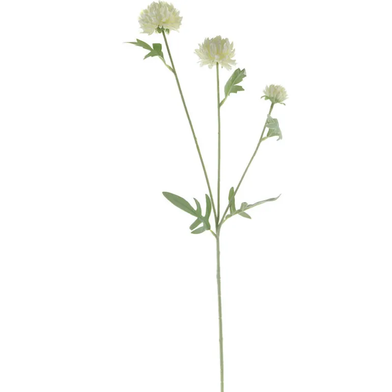 White Ping Pong Chrysanthemum Stem